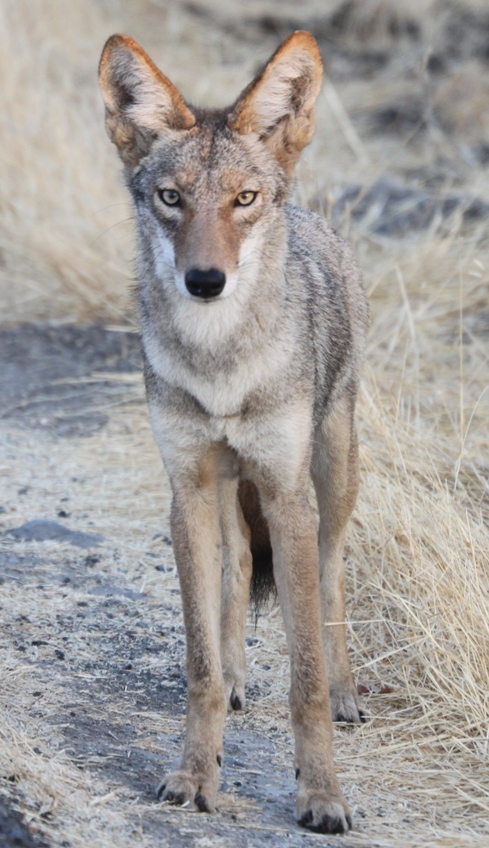 coyote